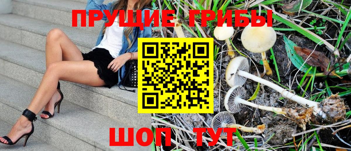 Галлюциногенные грибы Psilocybine cubensis  Вход с VPN  Заринск 